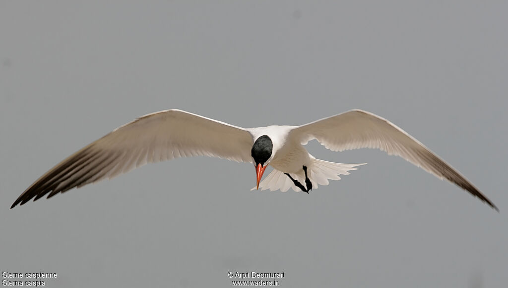Caspian Ternadult breeding