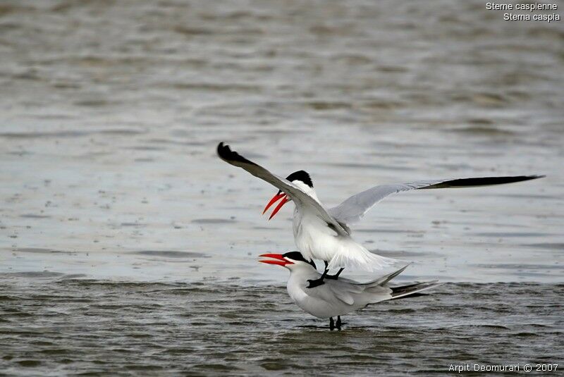 Caspian Tern adult breeding