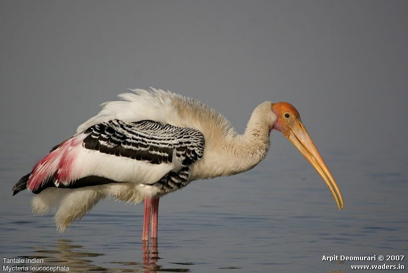Painted Stork