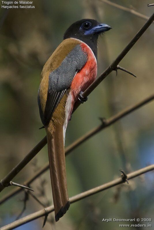 Trogon de Malabar mâle adulte nuptial