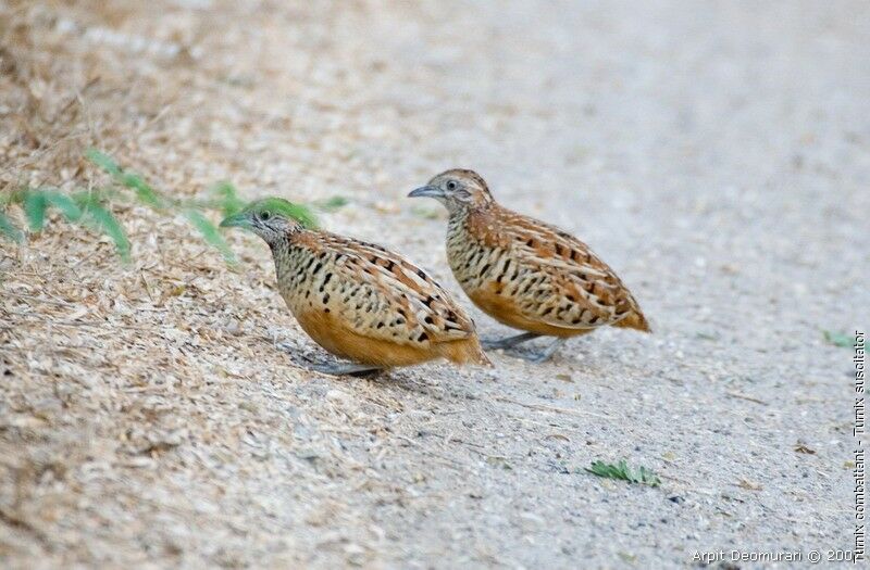 Barred Buttonquail adult breeding