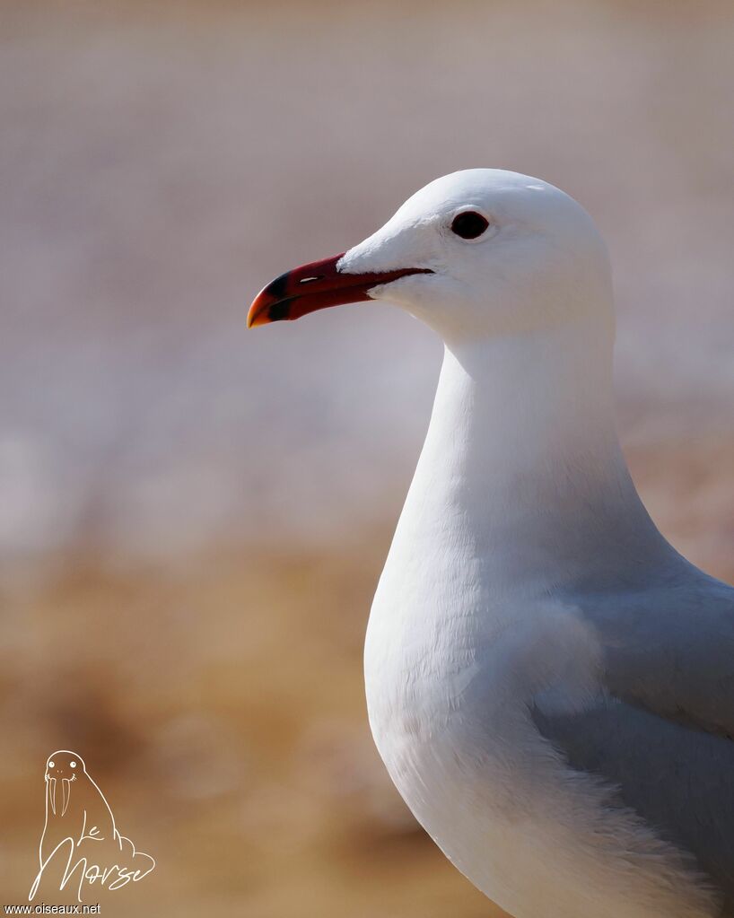 Audouin's Gull