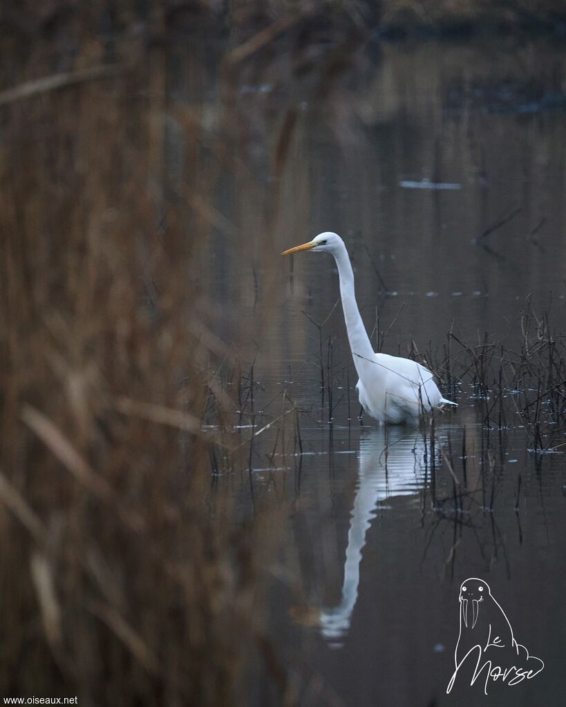Grande Aigrette