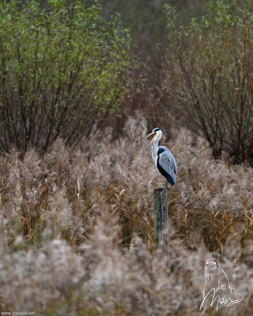 Grey Heron