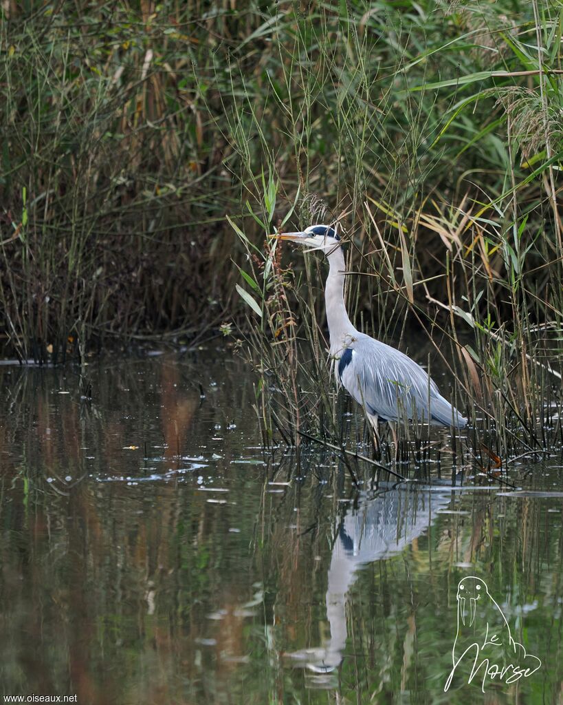 Grey Heron