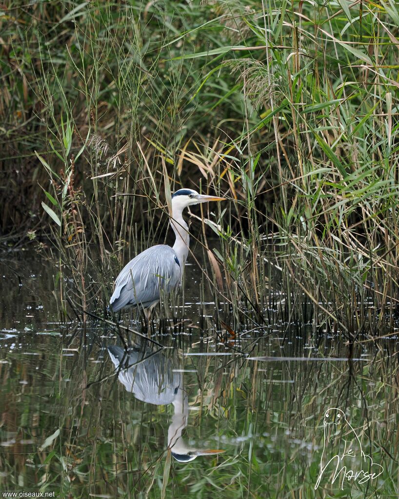 Grey Heron