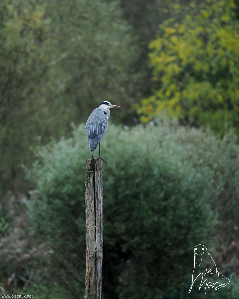 Grey Heron