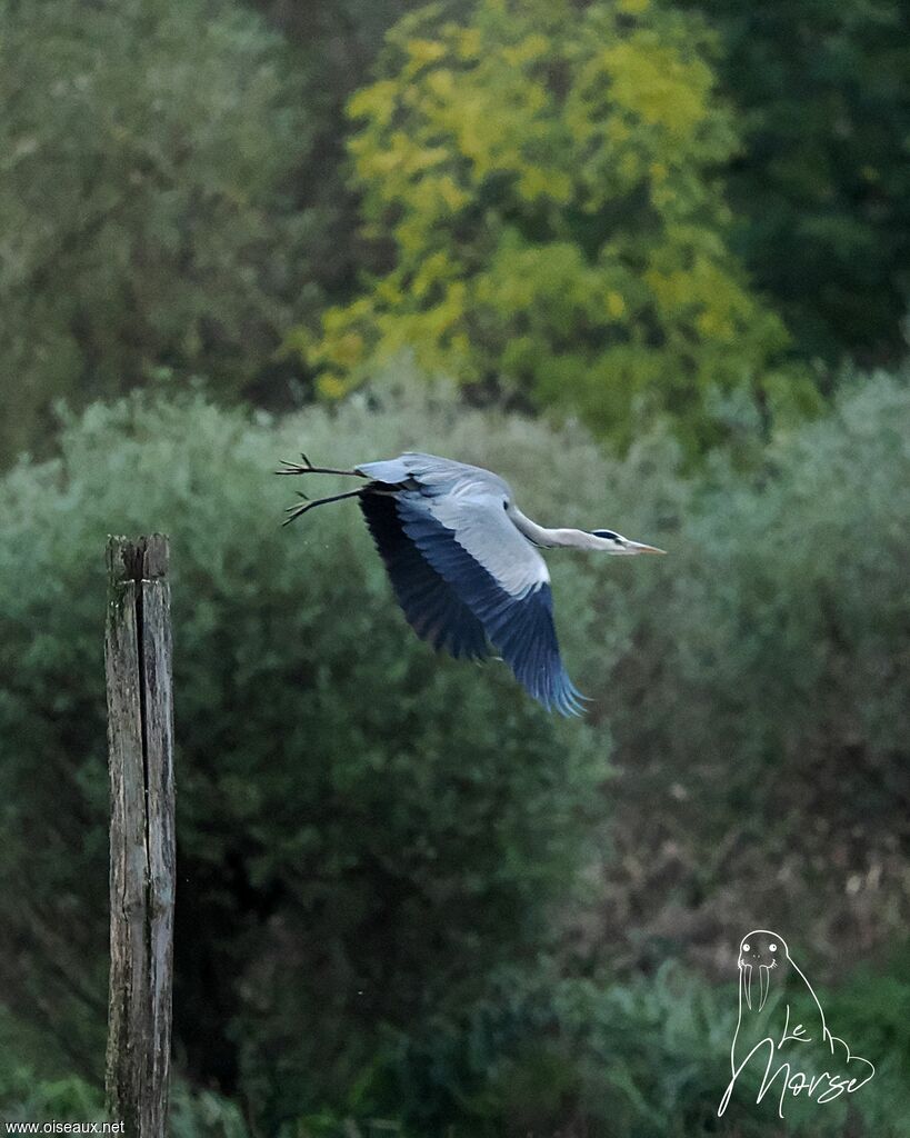 Grey Heron