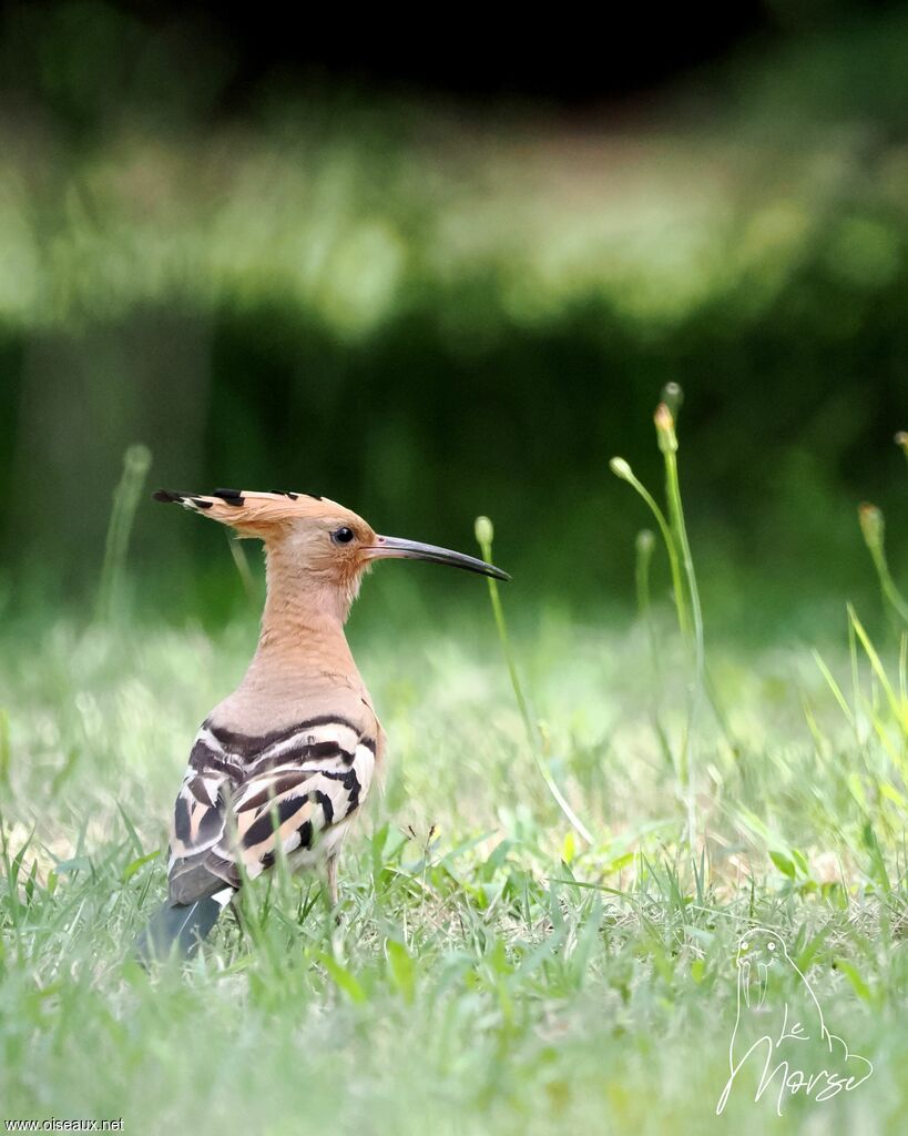 Eurasian Hoopoe