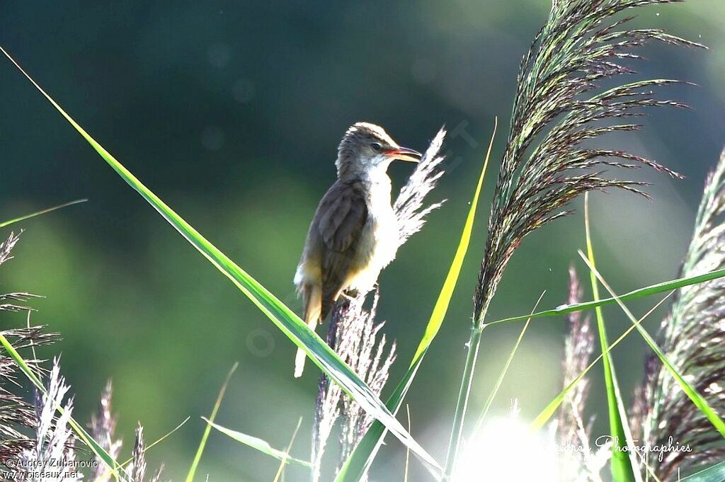 Great Reed Warbler