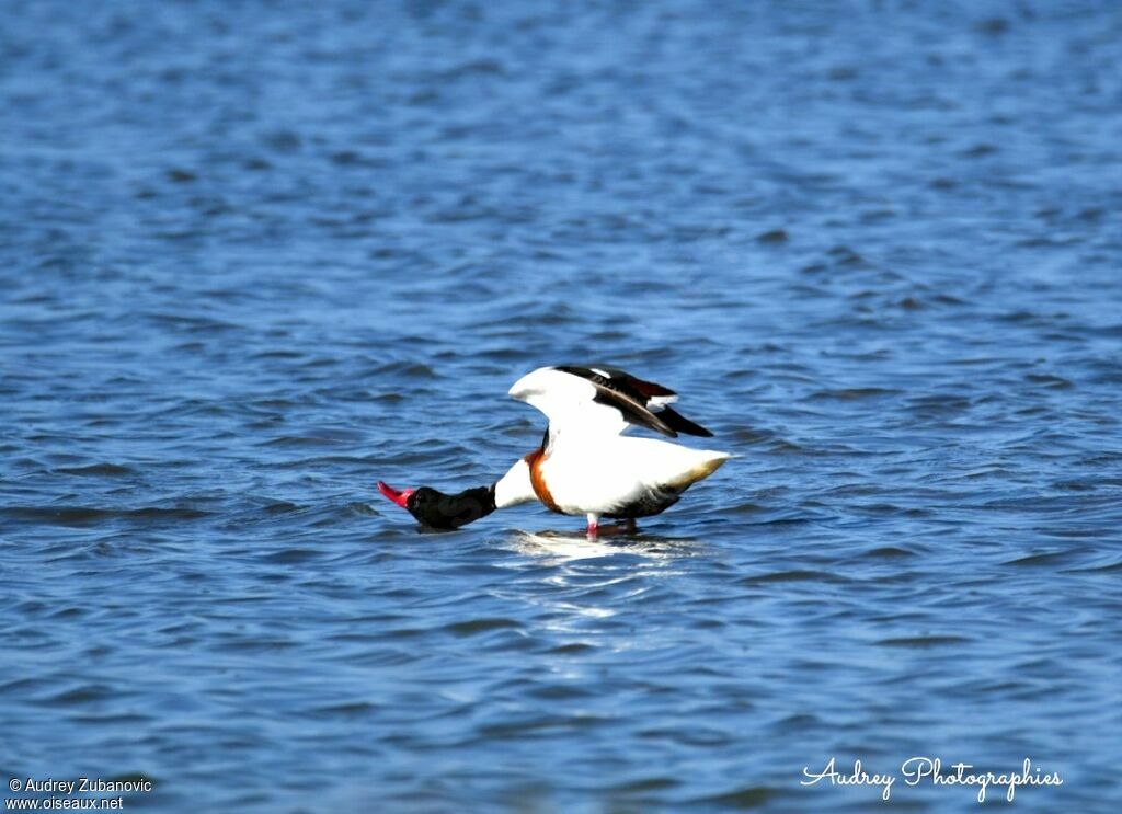 Common Shelduckadult
