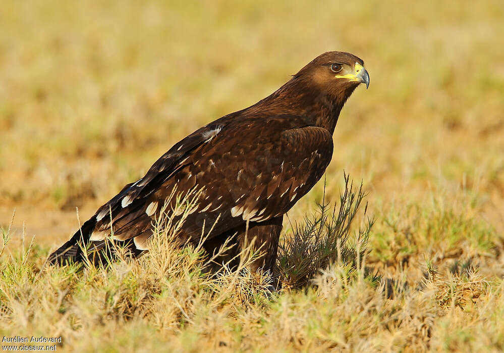 Aigle criard1ère année, identification