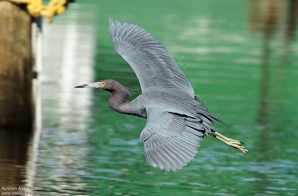 Little Blue Heronadult post breeding, Flight
