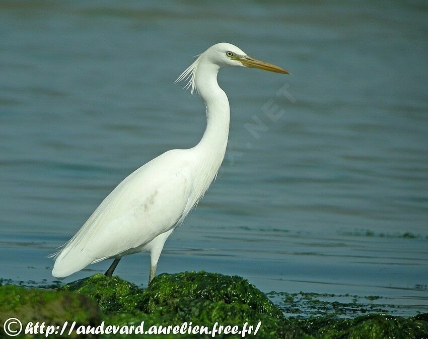 Aigrette de Chine