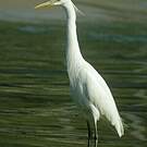 Aigrette de Chine