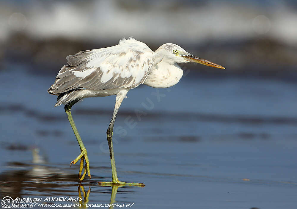 Western Reef Heronadult, identification, Behaviour