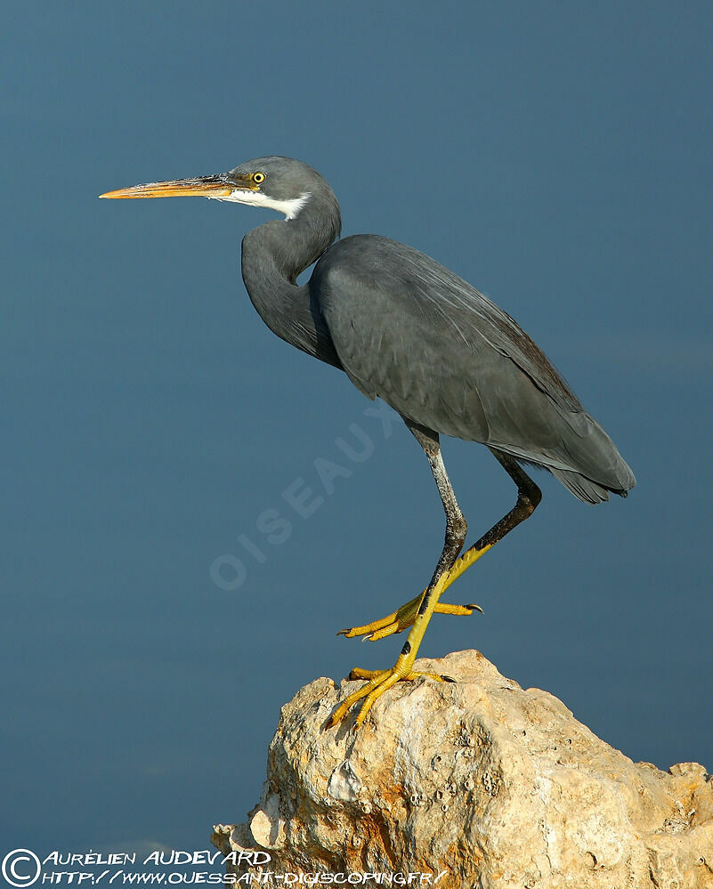 Western Reef Heron
