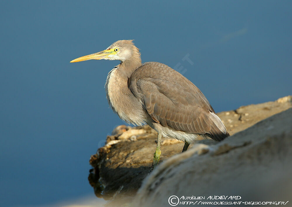 Western Reef Heronjuvenile, identification