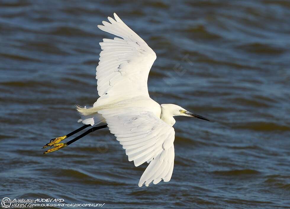 Aigrette garzetteadulte internuptial, Vol