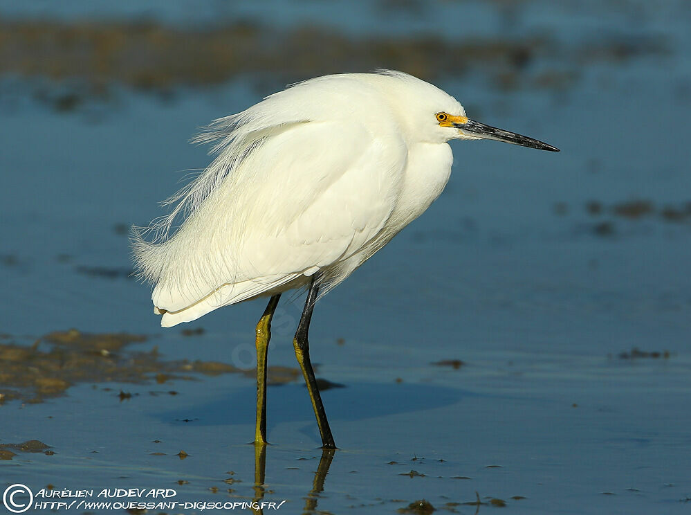 Aigrette neigeuseadulte, identification