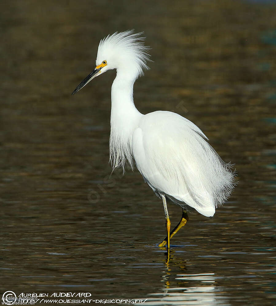 Aigrette neigeuseadulte transition, identification