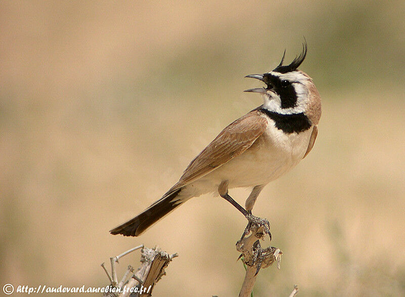 Temminck's Lark male adult