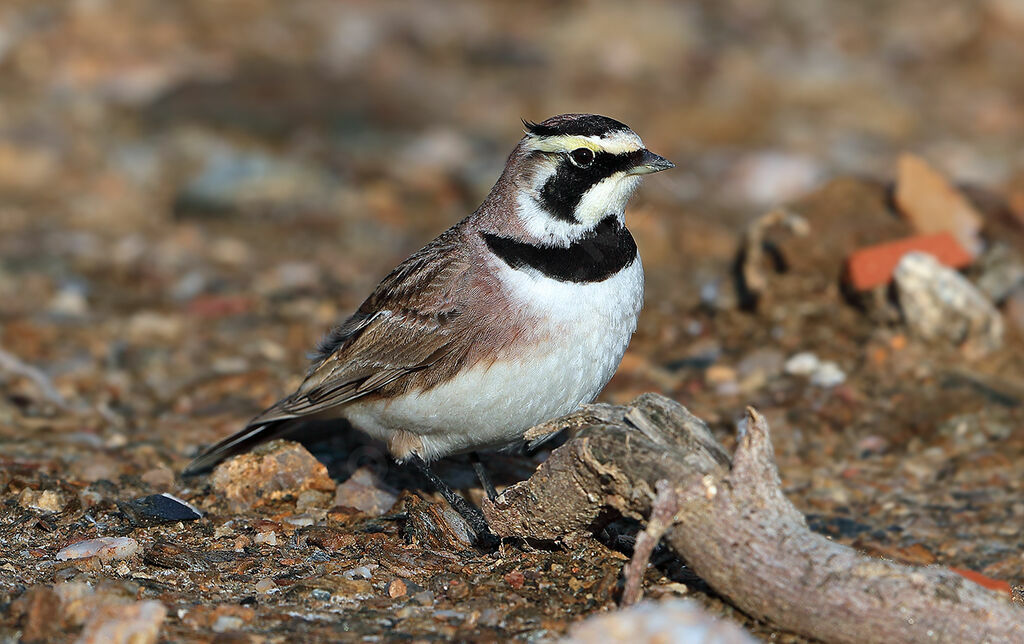 Horned Lark, identification