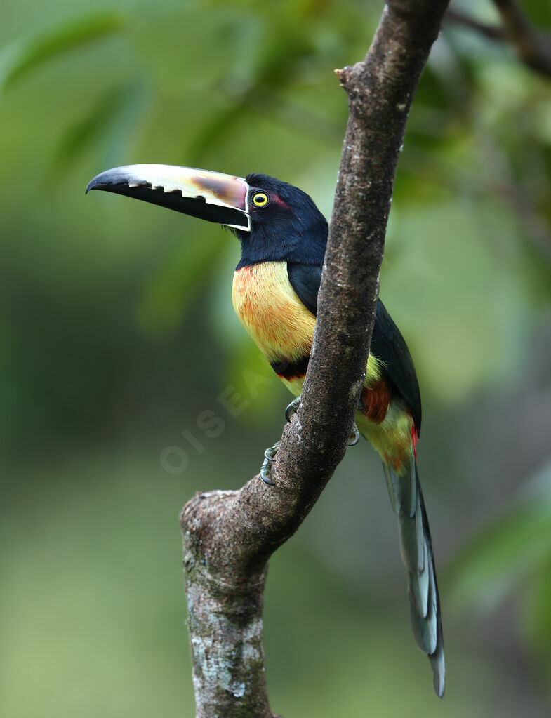 Collared Aracariadult, identification