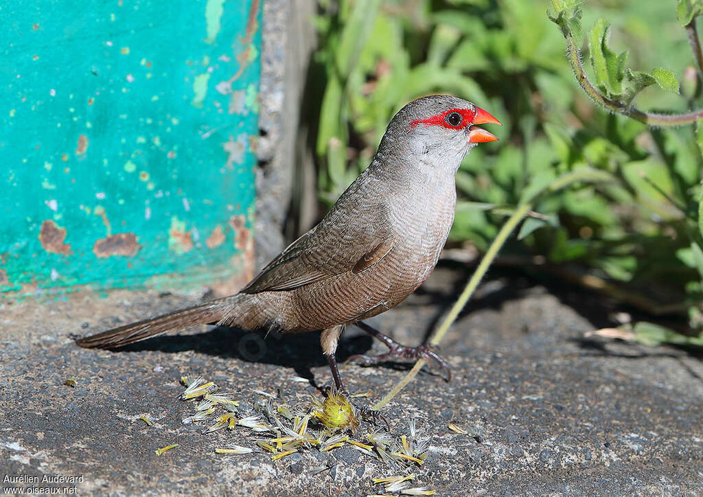 Common Waxbilladult, identification, feeding habits