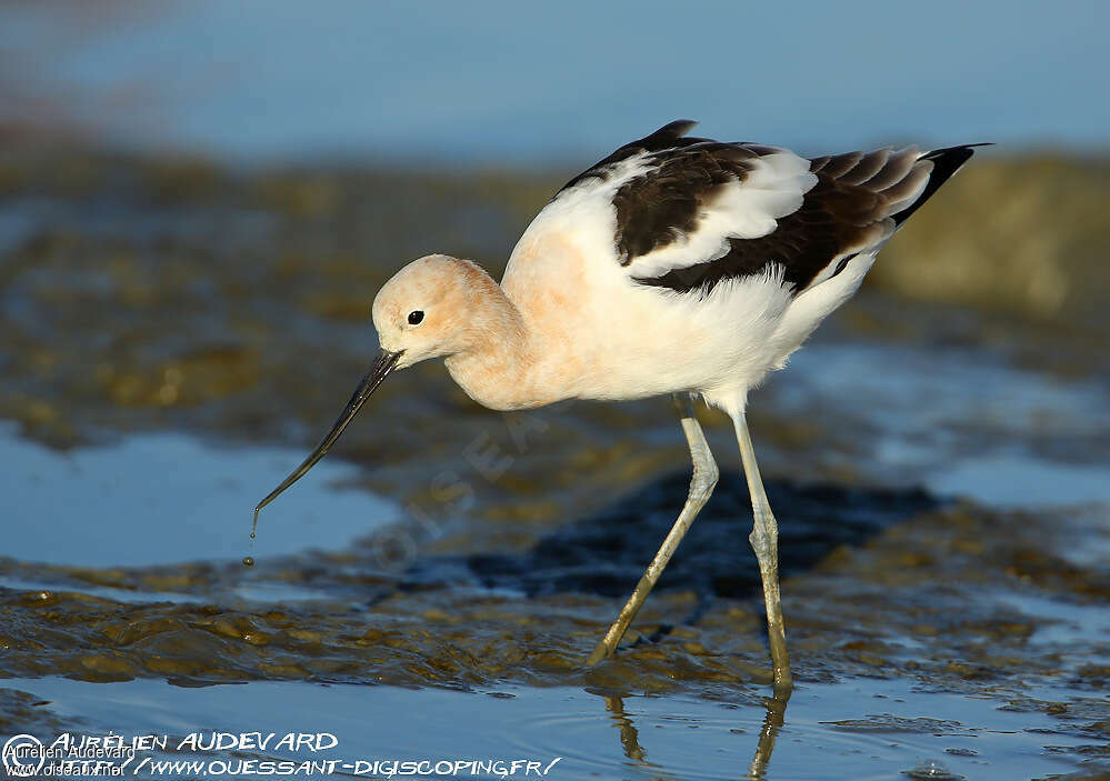 Avocette d'Amérique mâle adulte transition, pêche/chasse
