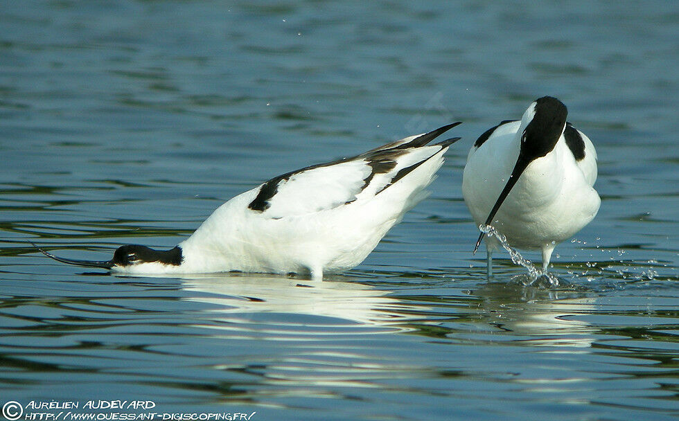 Pied Avocet , Reproduction-nesting, Behaviour