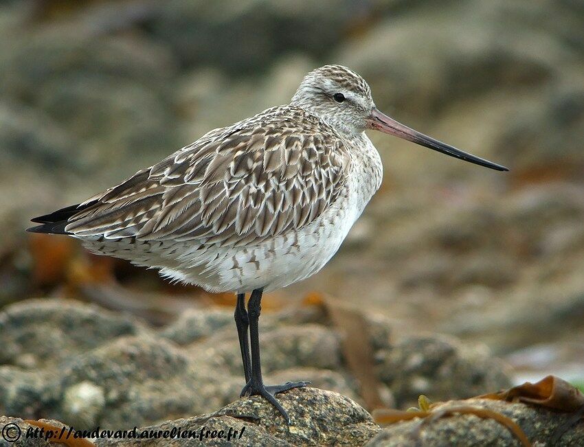 Bar-tailed Godwit