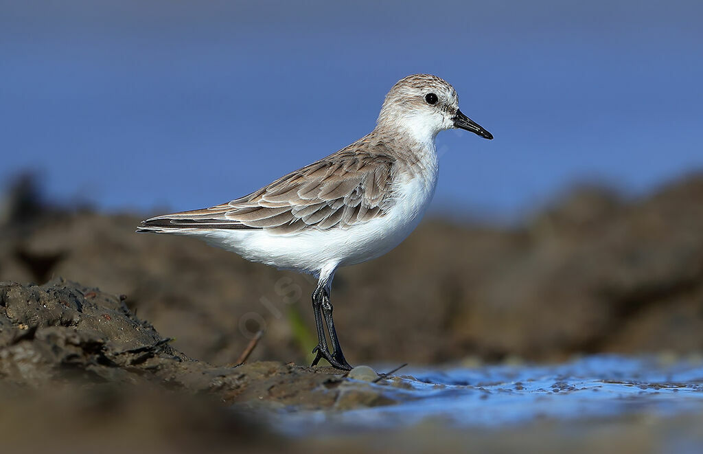 Red-necked Stintadult post breeding, identification