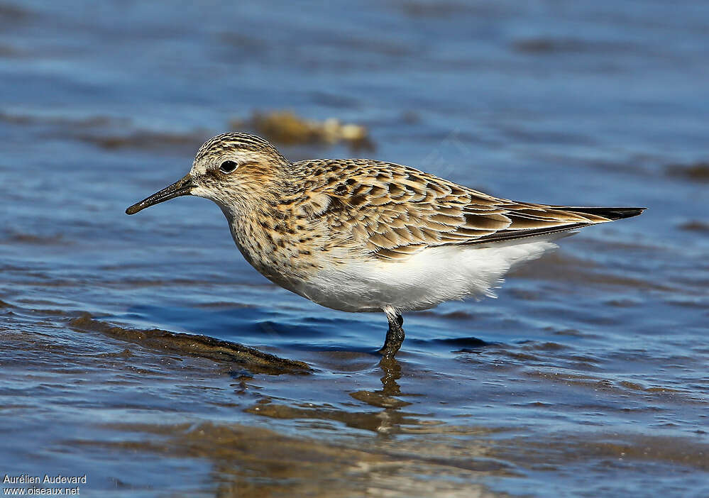 Baird's Sandpiperadult breeding, identification