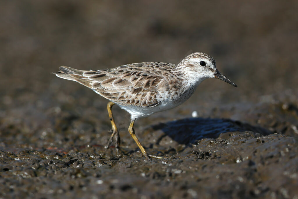 Least Sandpiperadult post breeding, identification