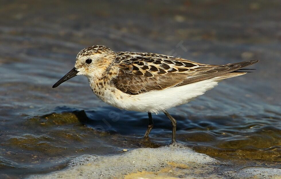 Little Stint
