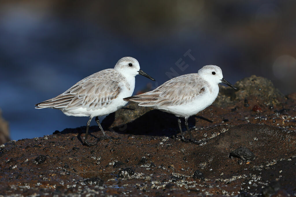 Sanderlingadult post breeding, identification