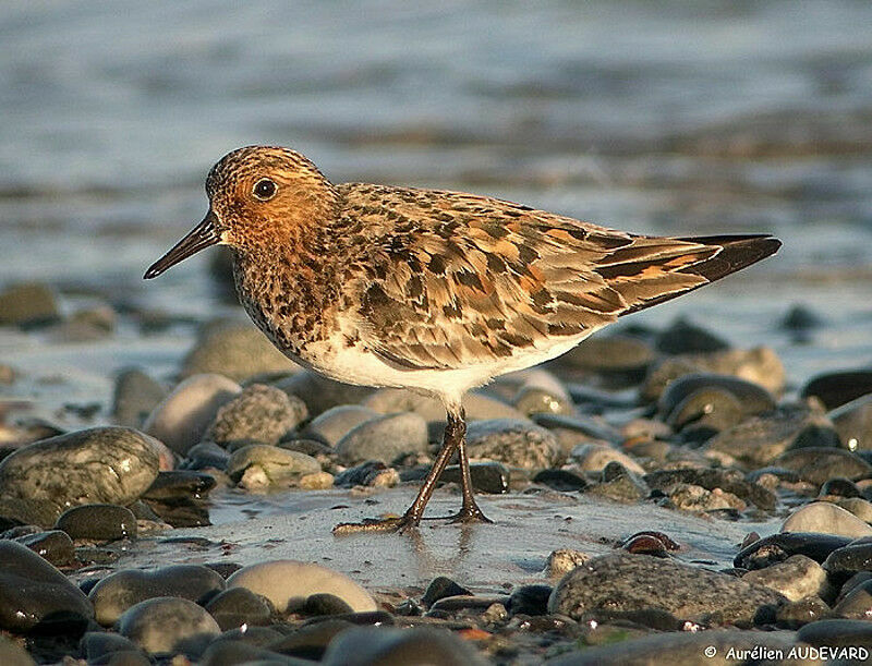 Sanderling