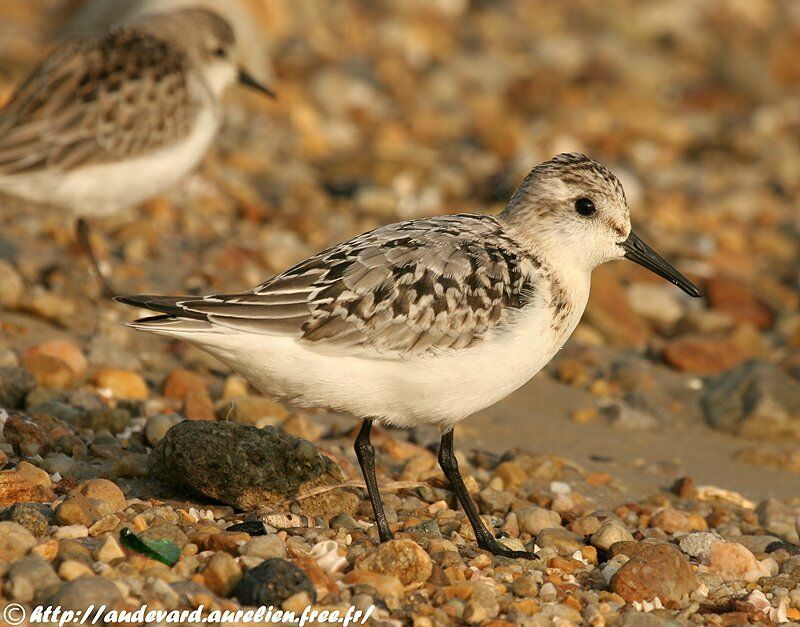 Sanderlingjuvenile