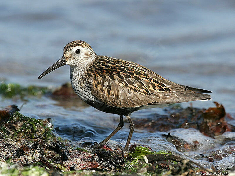 Bécasseau variable