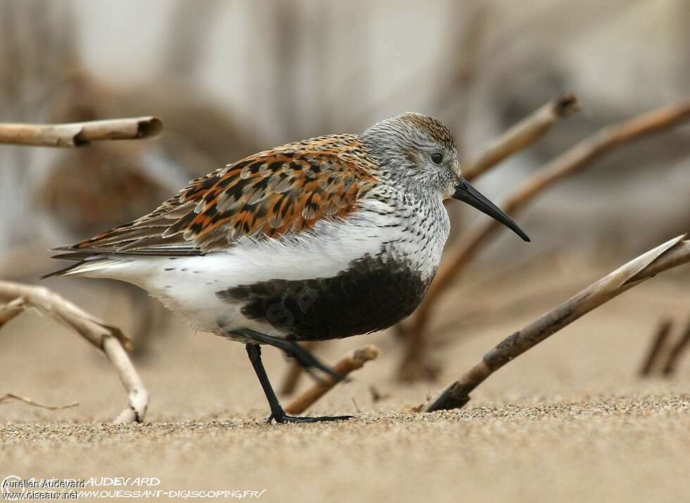 Dunlinadult breeding, identification