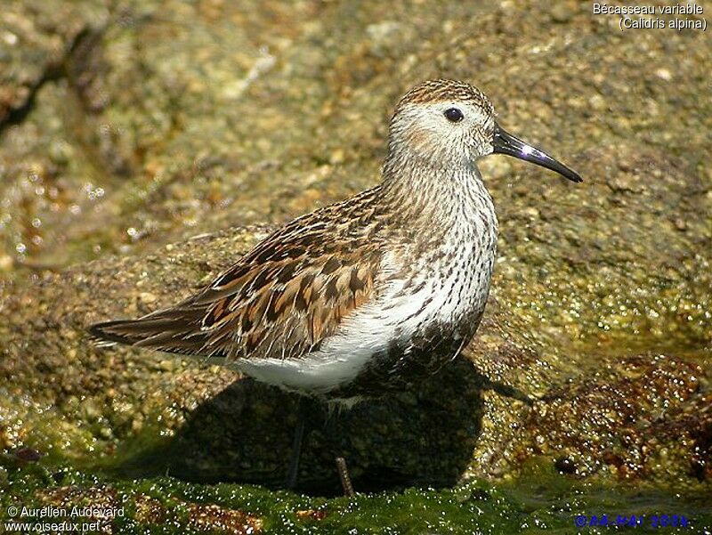 Bécasseau variable