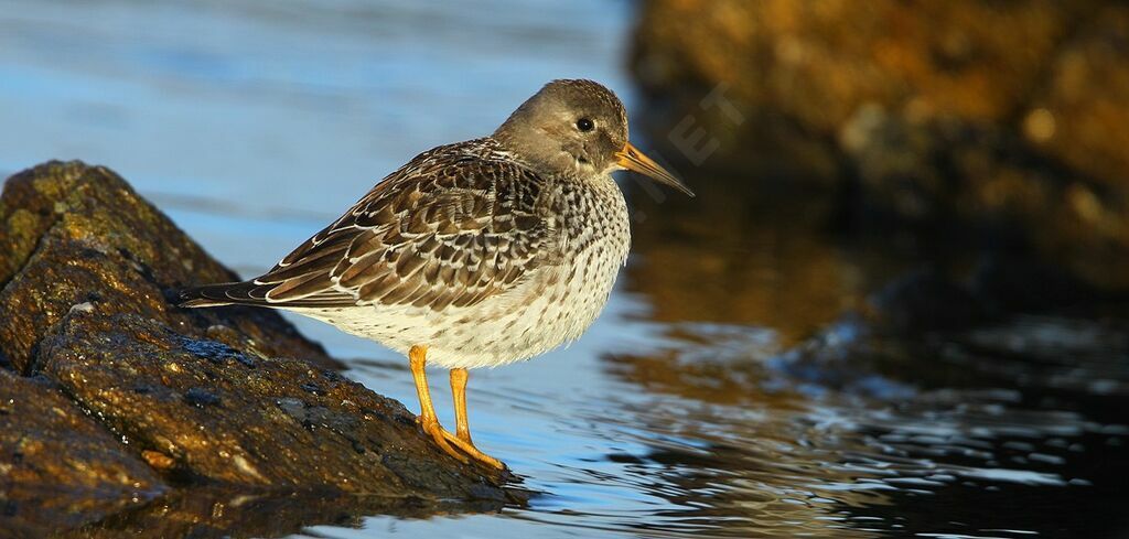 Purple Sandpiper