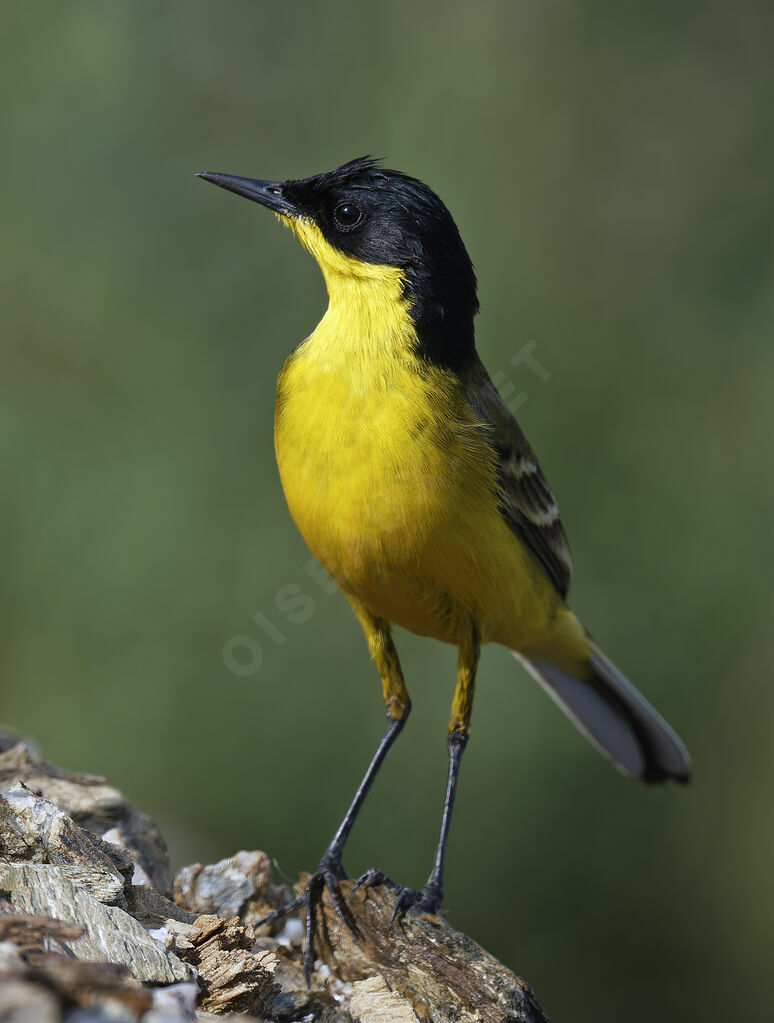 Bergeronnette des Balkans mâle adulte, identification