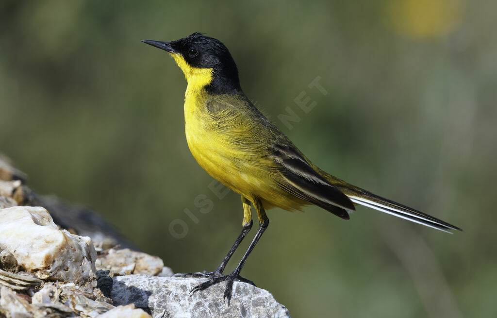 Bergeronnette des Balkans mâle adulte, identification