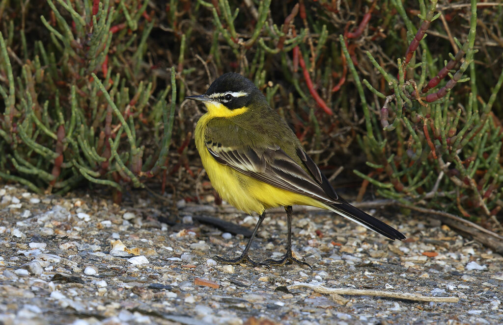 Bergeronnette des Balkans mâle adulte, identification