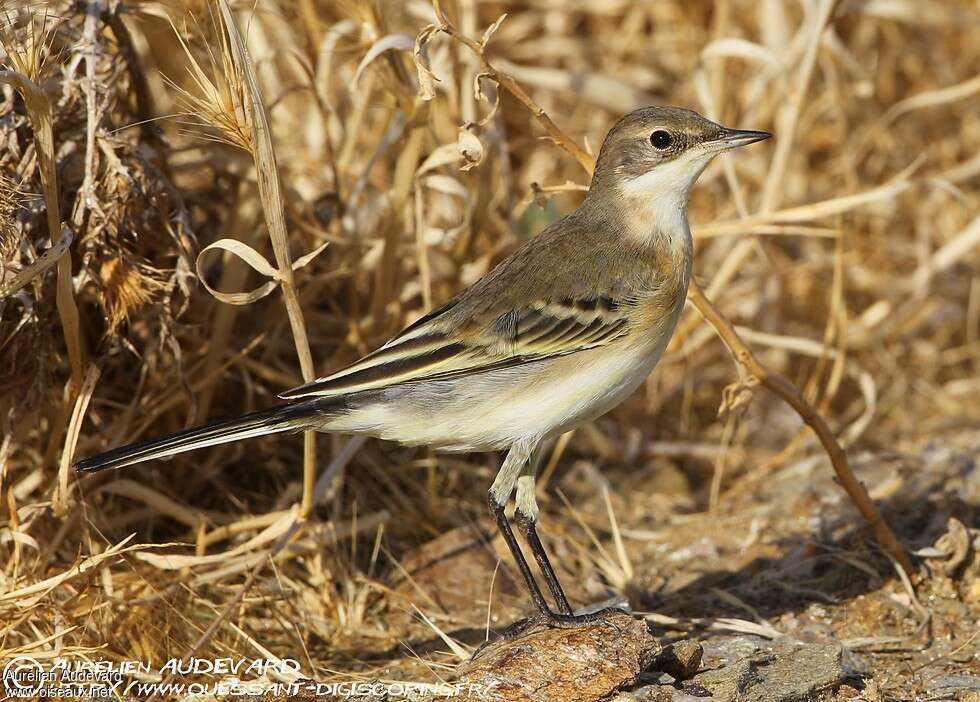 Bergeronnette printanière1ère année, identification