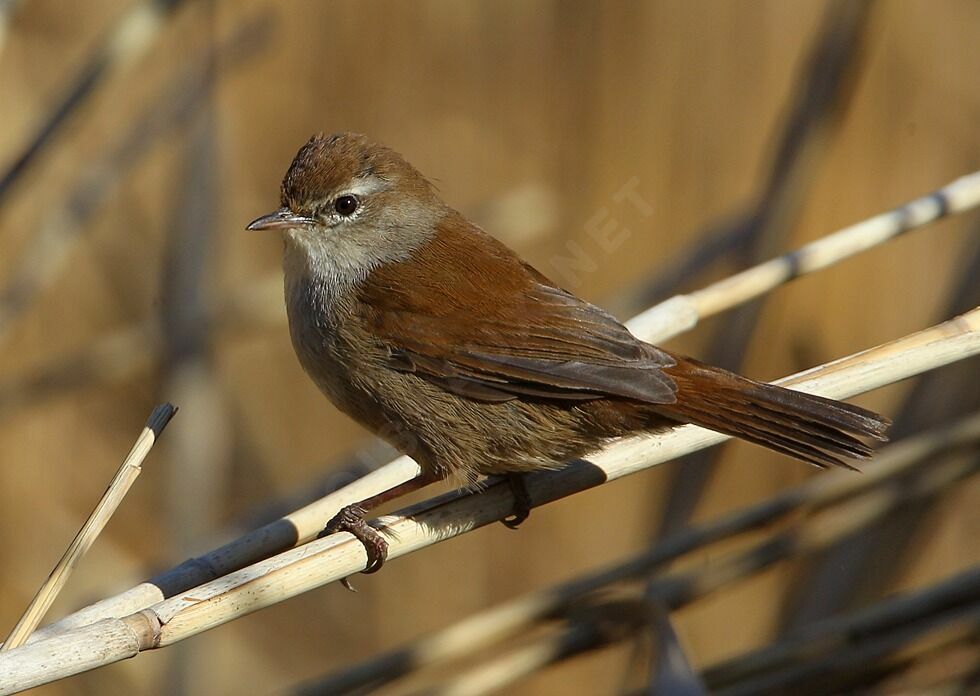 Bouscarle de Cetti mâle adulte nuptial, identification