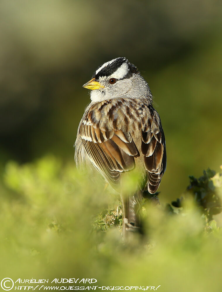 White-crowned Sparrow