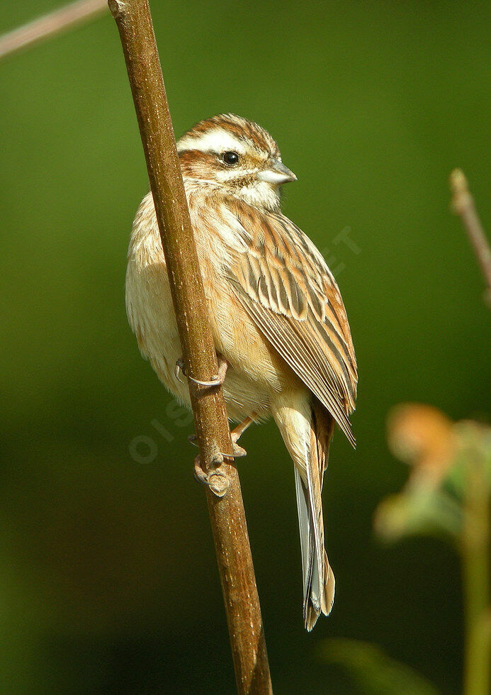 Bruant à longue queue